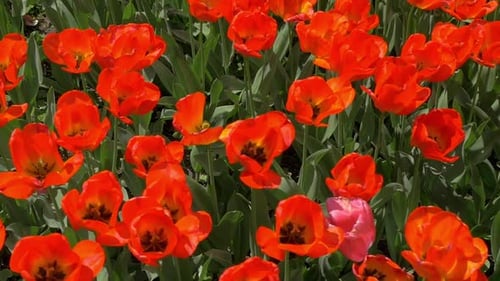 Slow motion top view of red tulips field