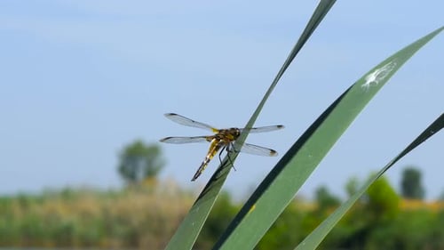 Dragonfly Perched on Green Reed in Wetland