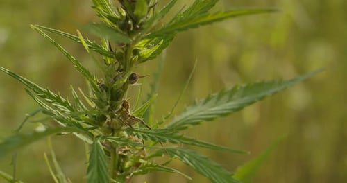Vibrant Green Plant Swaying Gently in Sunlight