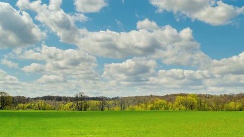Feld mit grünem Weizen. Bewölkt. Zeitraffer