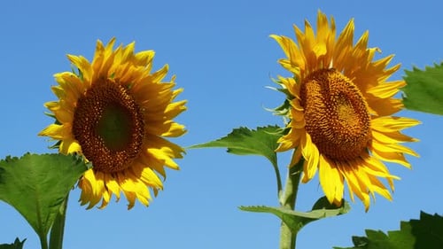 Bright Yellow Sunflowers Against a Clear Blue Sky