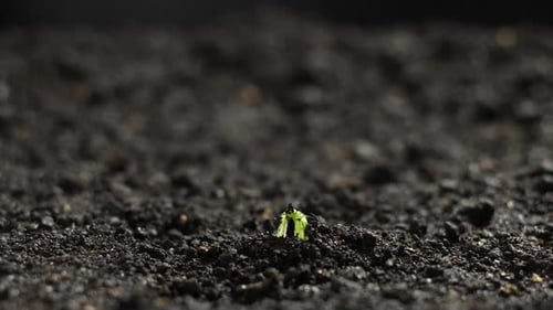 Plant Growing in Timelapse, Sprouts Germination, Green Pumpkin Seeds, Spring and Summer Agriculture