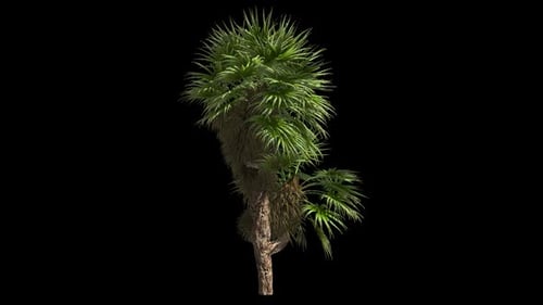 Palm Tree