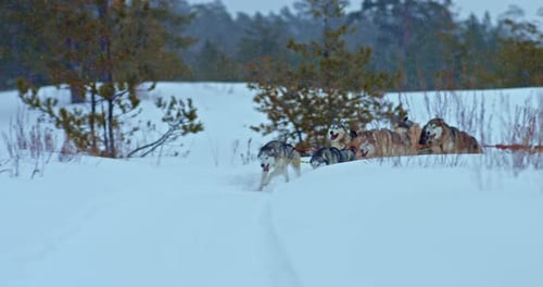 Husky Dog Sled Running From Around the Bend on a Snowy Road Dog Racing