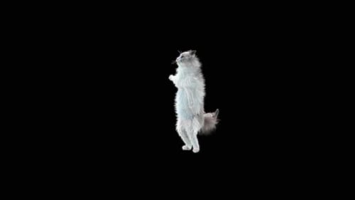 Katze tanzt HD