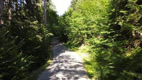 Forest Road