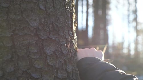 Man Touches a Tree in the Sunlit Forest