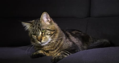Brown Blotched Tabby Maine Coon Domestic Cat, Male laying against Black Background