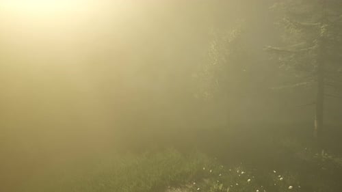 Magical Forest with Sparkles