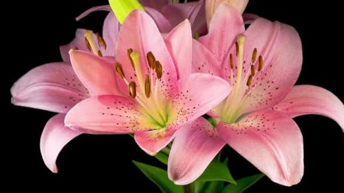 Pink Lily Flower Blooming Time Lapse Close Up