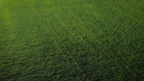 Aerial View Drone Camera Fly Over Green Field