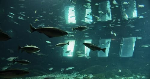 3 Small Windows Inside an Aquarium and Small Fishes Swimming in Circles