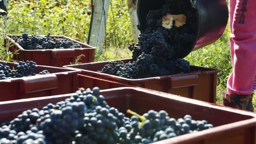 Weinlese im Freien im Sonnenlicht