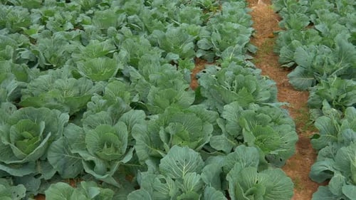 Cabbage Field Growing Lush Green Vegetables