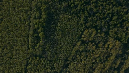 Summer in Forest Aerial Top View