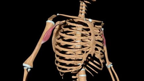 Human Skeleton Arm Muscles Contraction and Relaxation 3D Animation