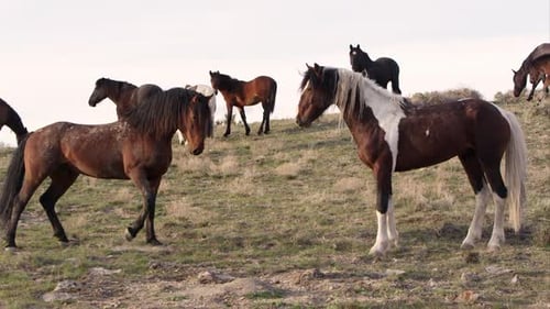 Young wild horse challenges the Alpha male by pointing and kicking up dirt.