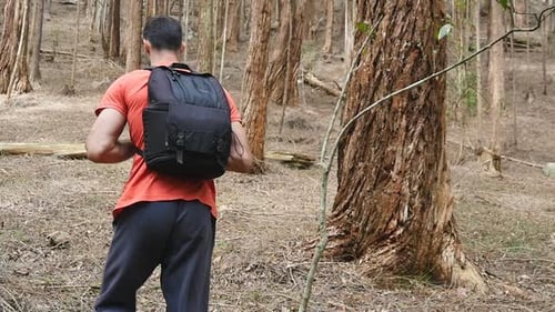 Follow To Young Hiker Backpack Goes Up Hill Through Tall Trees Pine Forest