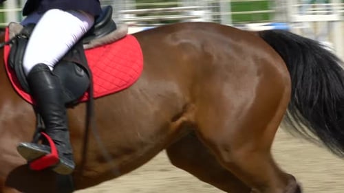 Horse Jumps Over a Bar in Competition