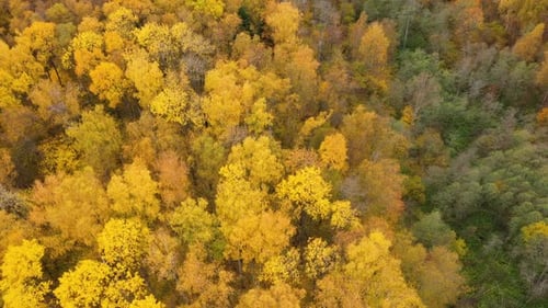 Flight Over the Autumn Forest, Crowns of Trees with Yellow Foliage, Deciduous Forest in the Fall