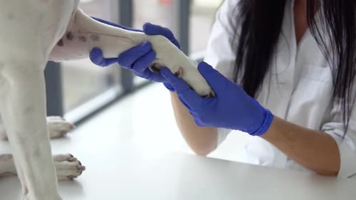 Woman Veterinarian Inspects Dog Veterinary Clinic