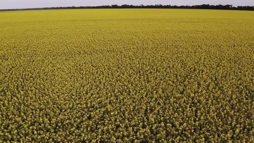 Low quadcopter flight over a field of yellow flowering rapeseed. Trees with green leaves.
