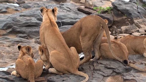 Pride of Lions drinking from a watering hole