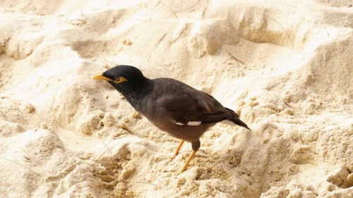 Gemeiner Myna - Acridotheres Tristis