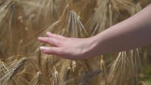Woman's Hand Gently Touching Golden Wheat Field