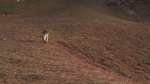 Footage of beautiful wolf dog walking on hills near forest