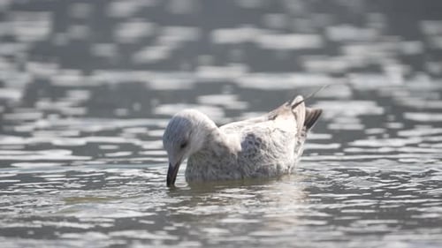 Graue weibliche Möwe schwimmt in ruhigem Wasser und trinkt Salzwasser - statisch