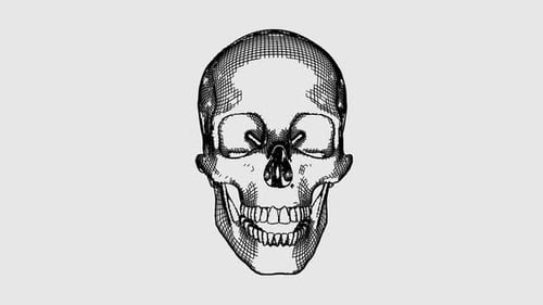 Sketch Style Human Skull Black and White Colored Looped Animation