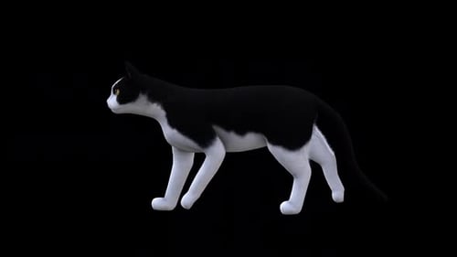 Vue latérale de la promenade du chat noir et blanc