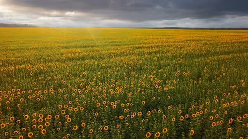 Sunflower Field From Above