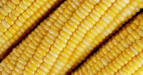 Fresh Yellow Corn Rotates Slowly.