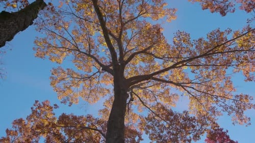 Feuilles d'automne se balançant sur un arbre en forêt. Automne. Magnifique arbre d'automne en or jaune
