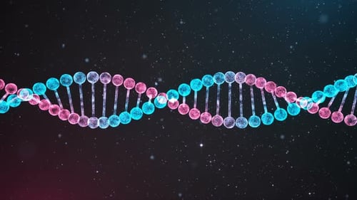 BiColor DNA Chain Loop