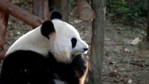 Giant Panda Eats Bamboo in Natural Setting