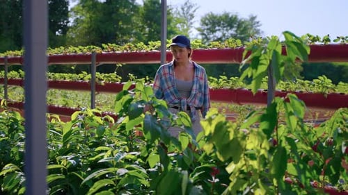 Greenhouse in Modern Farm Ecological and Organic Farming