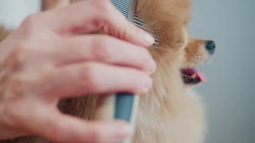 Dog Getting Combed, Close-Up of Grooming Process