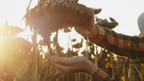 Sunflowers Seeds Harvesting in Golden Sunlight