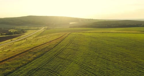 Endless Expanses of Green Fields and Meadows Countryside Aerial View From the Copter