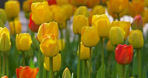 Tulip Field in Panoramic Motion