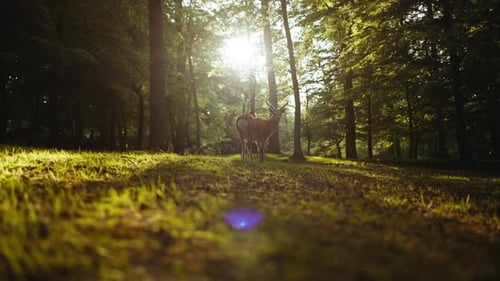 Deer Running And Looking At Camera In Sunlit Forest