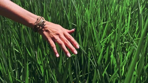 Hand Gently Gliding Across Bright Green Grass