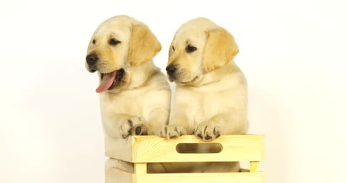 Labrador Retriever jaune, chiots jouant dans une boîte sur fond blanc, bâillement, Normandie