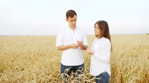 Man and a Woman in White Shirts are Looking at Ears of Ripe Wheat in a Field