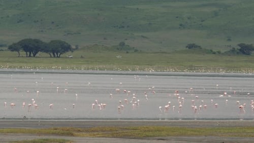 Flamingos in the Ngorongoro crater Tanzania - 4K