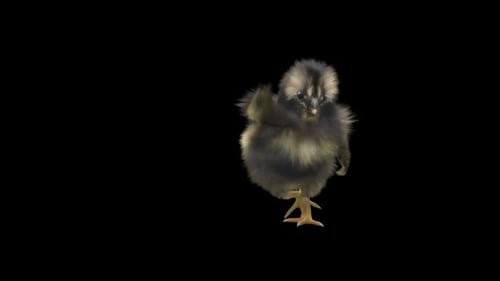 Cute Baby Chick Walking and Flapping Wings