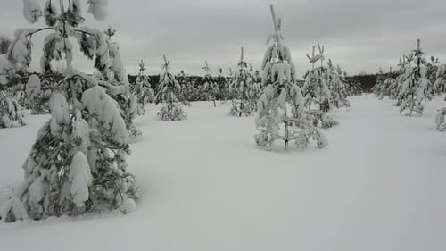 Flying in winter forest, through spruce trees covered with fresh snow. Shot from drone.